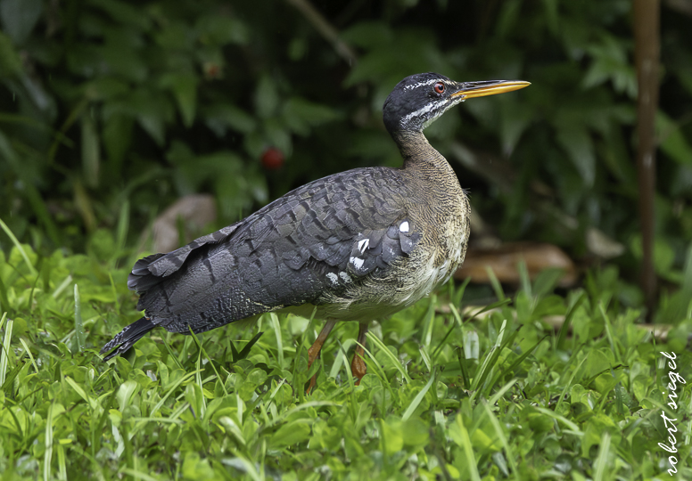 sunbittern